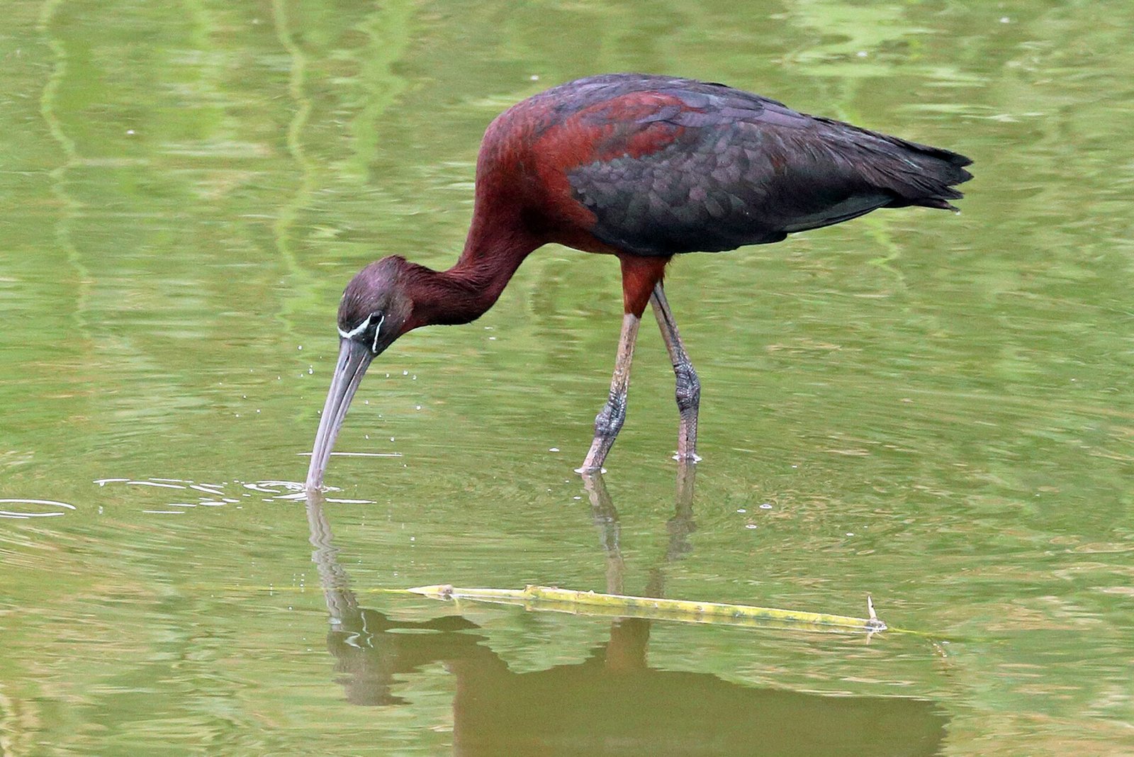 A glossy ibis wading in shallow water at the Aqaba Bird Observatory, its plumage iridescent green and bronze.