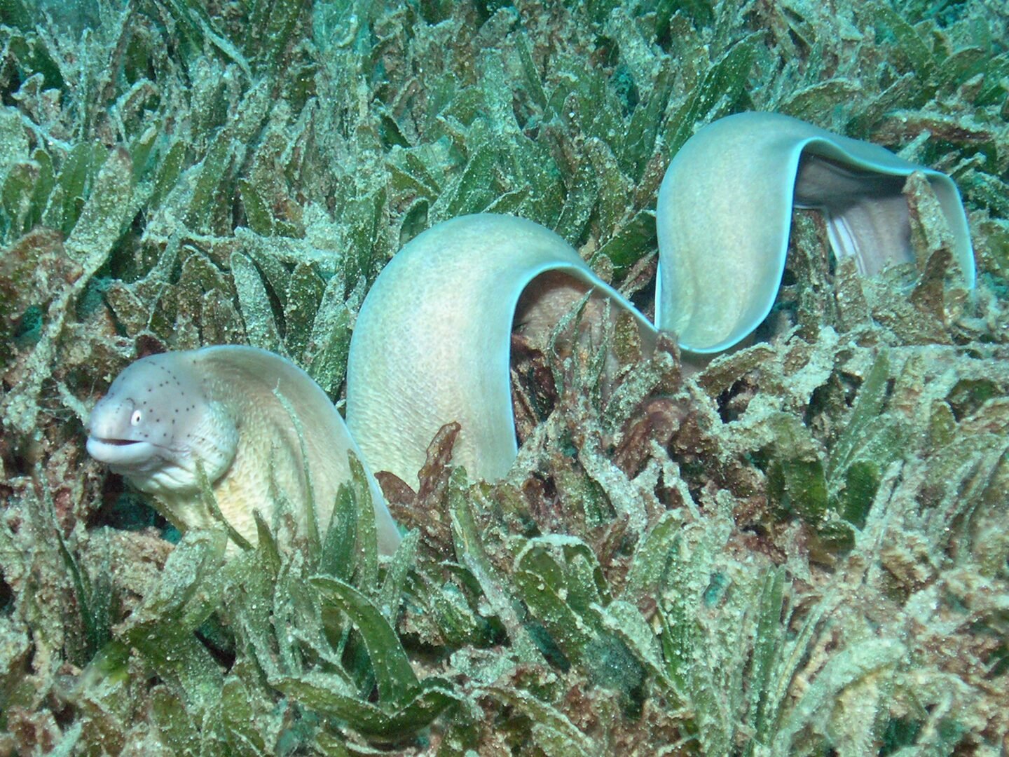 A peppered moray eel among sea grass in the Aqaba Marine Park, Jordan.